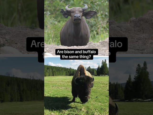 Plot twist: the American buffalo isn’t actually a buffalo. #buffalo #bison #stem #naturepbs #animals