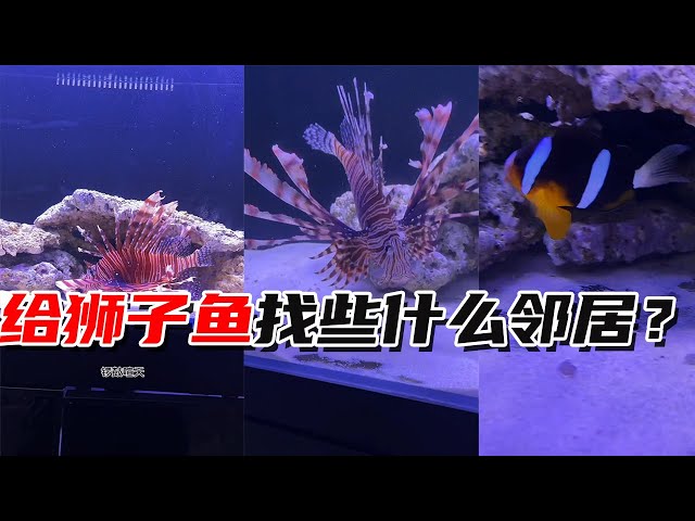 Such an arrogant lionfish, what kind of neighbors should it find? Do you have any good suggestions