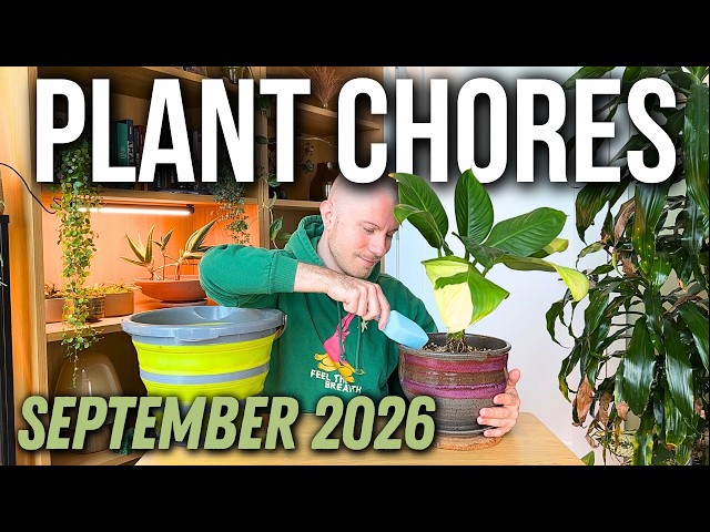 Plant Chores (September 2026) | Rare Houseplant Repotting, Terrarium + Bog Garden Maintenance & Yap!