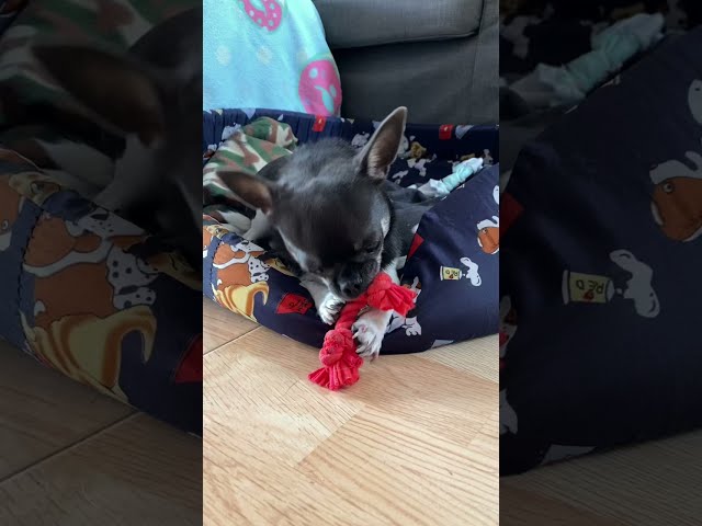 😍 Cute Chihuahua playing with his toy knot 💖 So adorable 💖