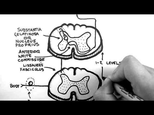Spinal Pathways 3 - Spinothalamic Tract