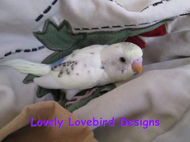 The Baby Parakeets get Names! Episode 11. Skittles and Beauty's Little Family.