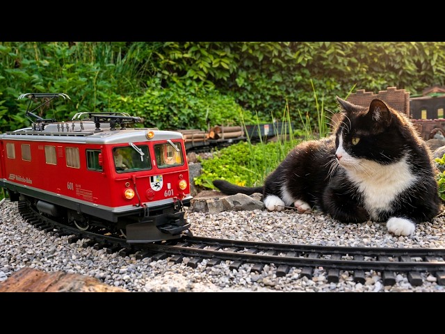 Garden Railway and Cat 🚂😺