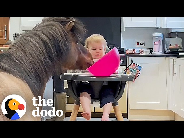 Toddler’s Pony Best Friend Joins Her For Dinner In The Kitchen | The Dodo