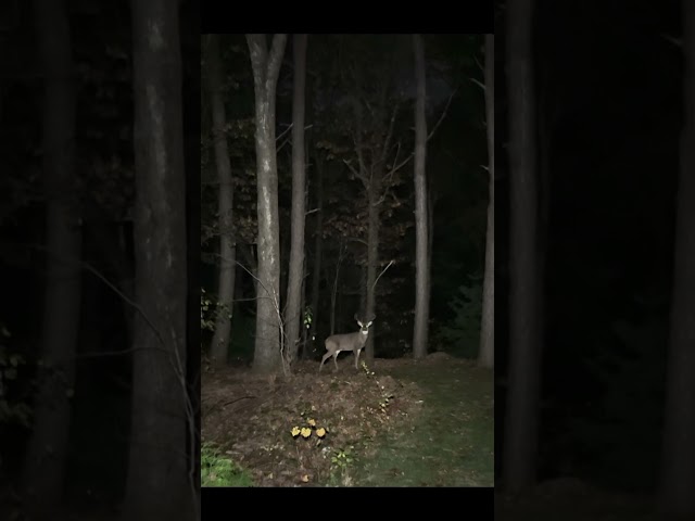 10 steps from a big buck