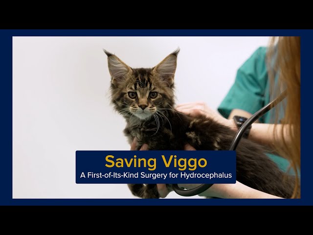 Saving Viggo: The Kitten Surgery That Could Help Babies with Hydrocephalus