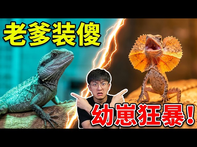 小傘蜥出殼反向教親爹開傘？盤點全家上百隻寵物身價，螳螂蝦徹底開啟暴錘模式！【王小怪】