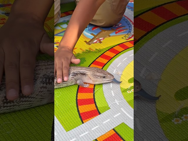 Blue Tongue Skink 🦎                 #shorts #shortvideo #kids