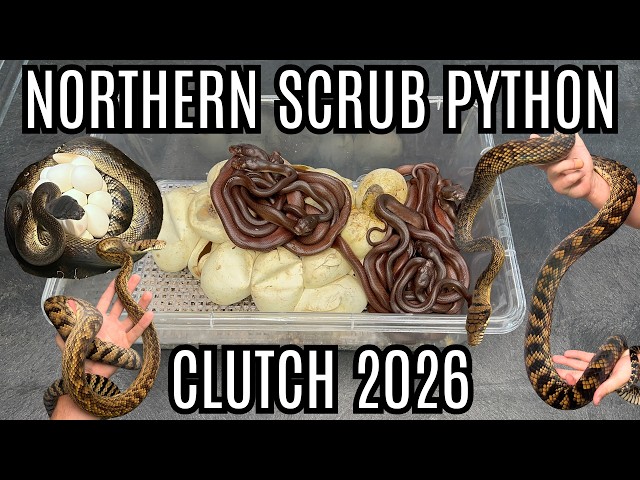 HUGE Northern Scrub Python Clutch!!