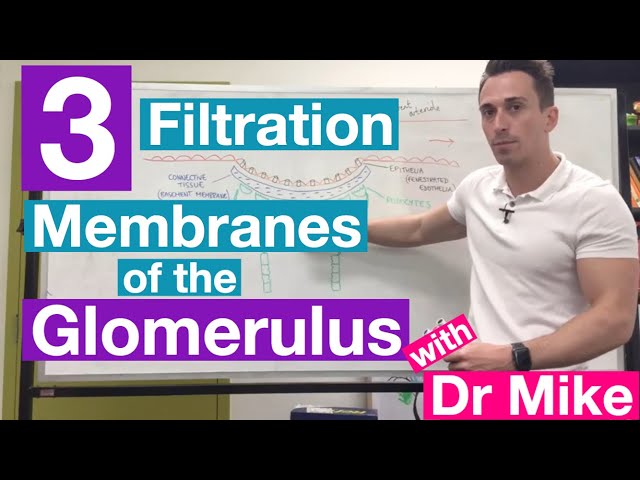 Filtration Membranes of Glomerulus | Renal System