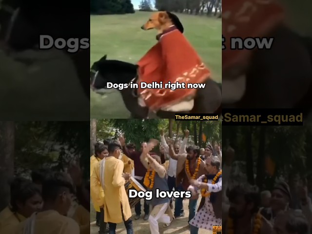 Stray Dogs Picked Up Must Be Released After Vaccination #dogs#delhi#straydog #shorts#trending#viral