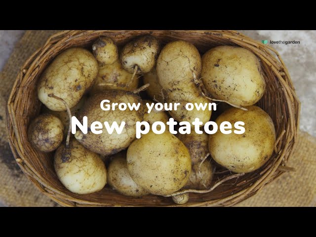 How to Grow Your Own New Potatoes | Love The Garden UK