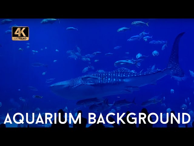 4k Aquarium Virtual Background | 3 HOURS | Peaceful Backgrounds for Studying, Meditation, Relaxation