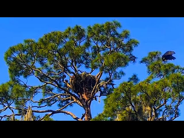 Bald Eagle Legacy Fledges In The Hamlet