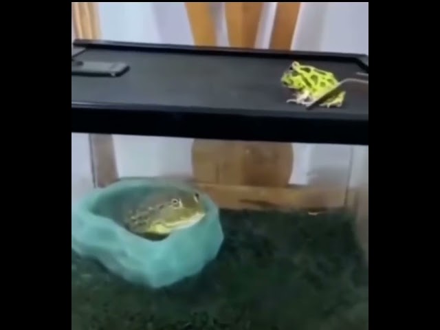 Frog jumps into tank lid
