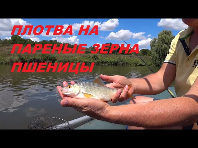 Рыбалка на поплавок. Плотва на пшеницу летом.