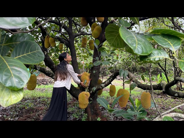 Jackfruit Recipes Village Style | Jackfruit Seeds Recipe