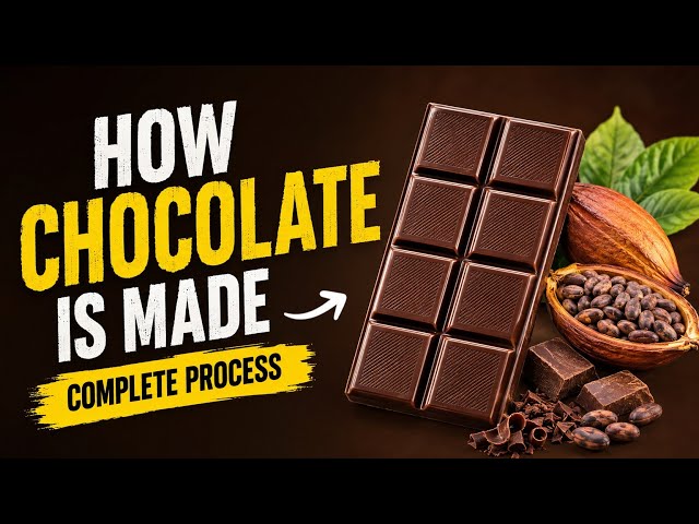 How Chocolate Is Made in a Factory 🍫 | From Cocoa Beans to Chocolate | complete process