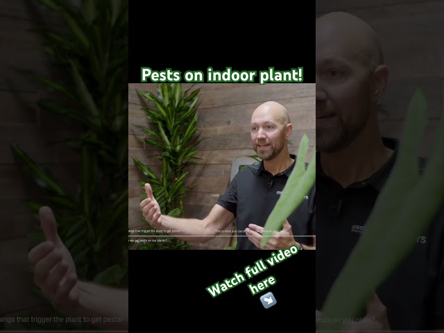 High risk this time of the year to get pests 🐛#plants #houseplants #garden #shorts #plantlover