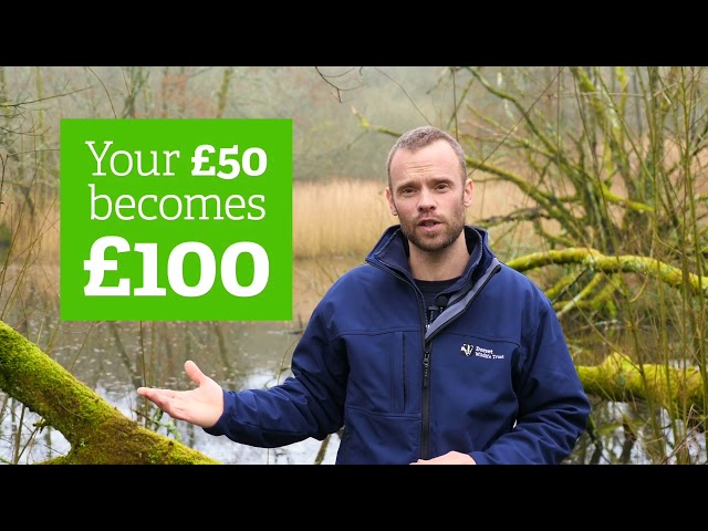 Bring Beavers Back to Dorset