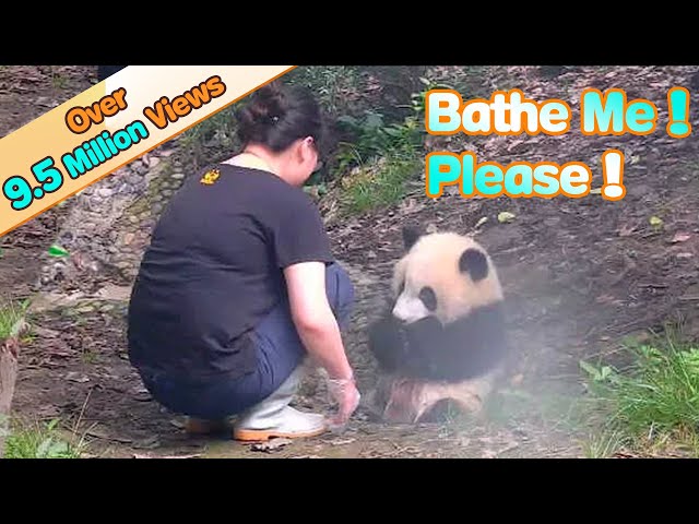 Panda Asks Nanny To Bathe Her | iPanda