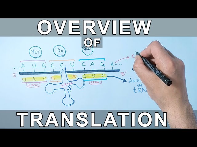 Overview of Translation | Protein Synthesis
