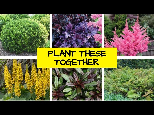 Summer Garden Plan: 6 Plants That Work Beautifully Together