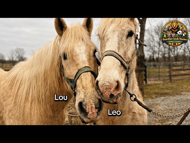 They Were Meant to Die Apart—Leo & Lou the Percheron Horses Chose Each Other