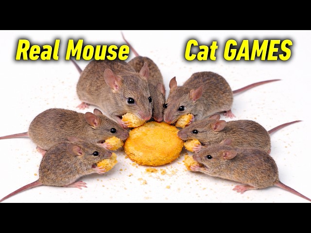 Cat TV - Real Mouse/Mice/Rat Videos for Cats to Watch | Cat GAMES for Entertainment