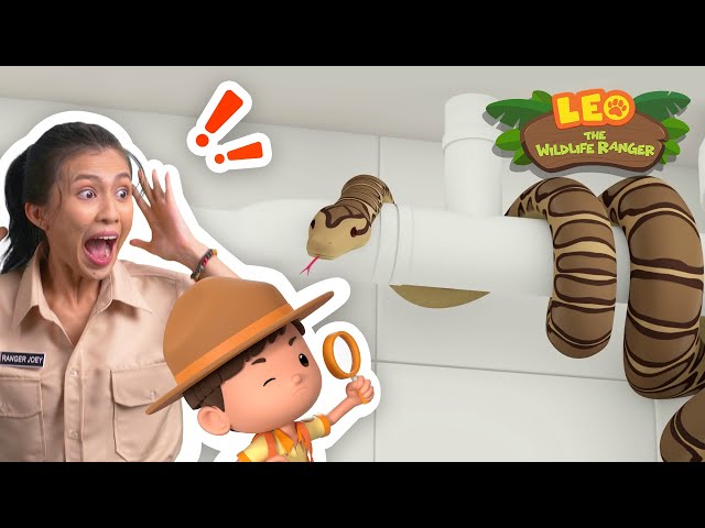 Reticulated Python | Where did it go?! | Leo the Wildlife Ranger | Kids Animation