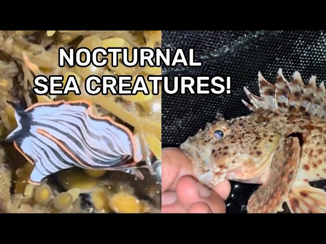 Looking for Incredible Aquatic Life At Night! - Nocturnal Tidepool Walk In San Diego Bay, California