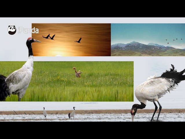 Broadcast: Wings Over The Wetlands - The Black-Necked Crane Story | iPanda
