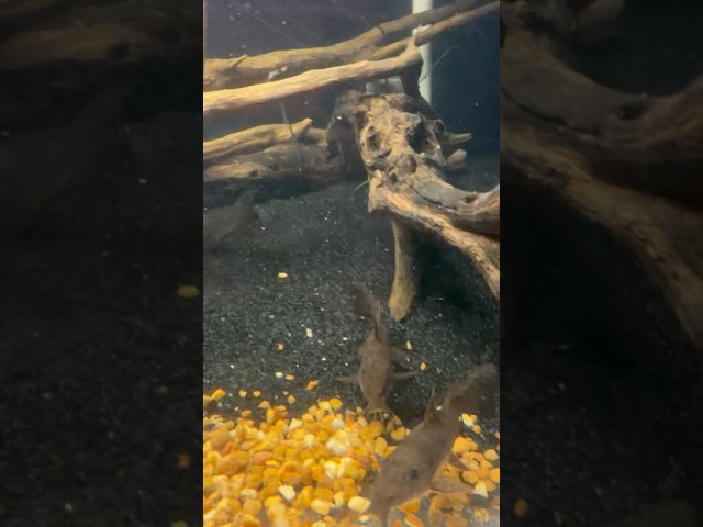 This Catfish Has a GIRAFFE Pattern 😮