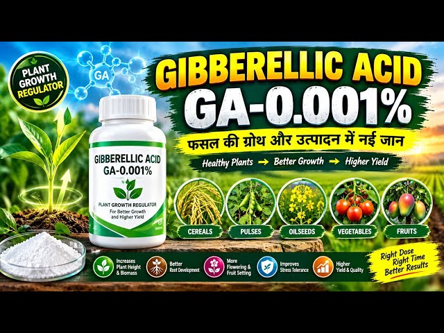 GA 0.001% (Gibberellic Acid) Ka Sahi Upyog | Growth Booster Ya Paisa Barbad?ಸರಿಯಾದ ಬಳಕೆ ಮತ್ತು ಲಾಭಗಳು