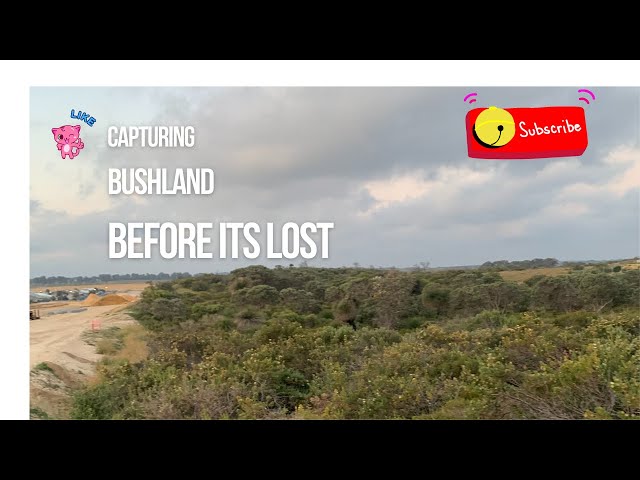 Capturing the Bushland at the end of Rails! B4 its gone #yanchep #metronet #didyouknowfacts