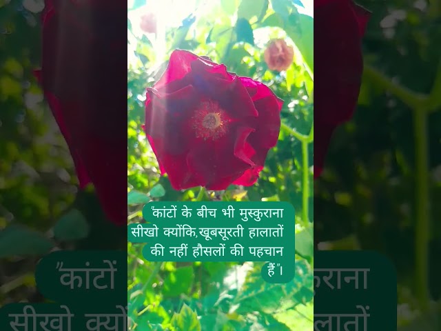#Rose plant#beautiful plant #like #nature #love #subscribe