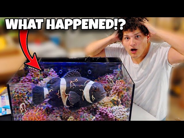 We Bought a New Tank… Then Had to Fix EVERYTHING!