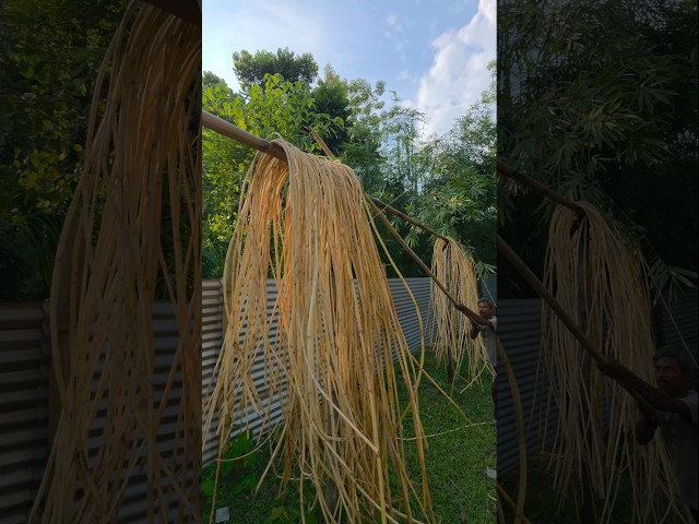 Beautiful Cane Hanging Light Manufacturing Complete Process #shorts