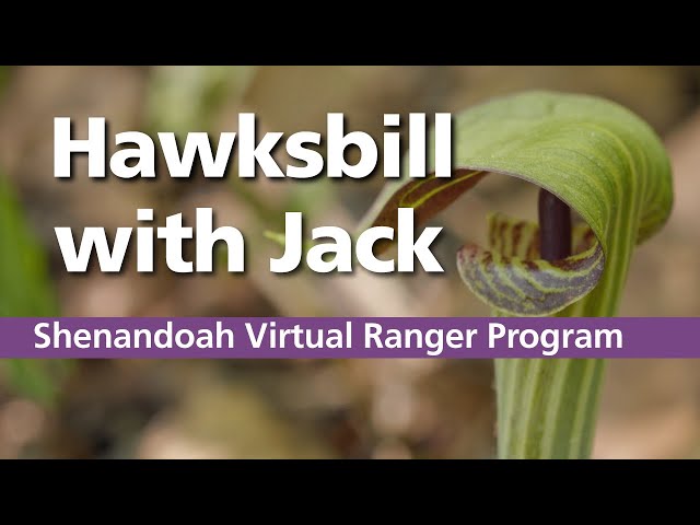 Trek with a Master Naturalist up Hawksbill Mountain