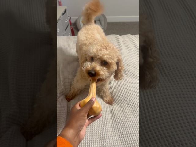 We ALL love puppies 🐶❤️ #shorts #dog #puppy #subscribe #love