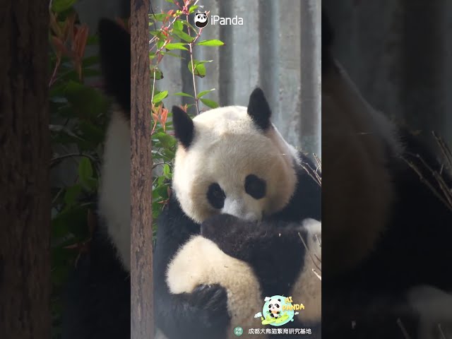 Cute Moment Between Panda Mom And Cub | iPanda #shorts