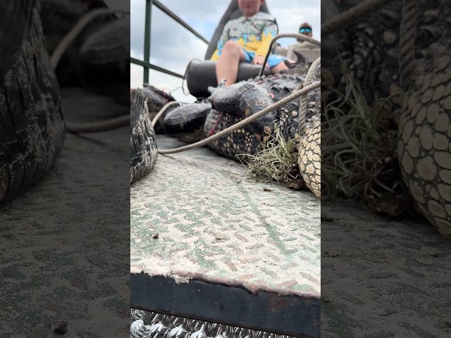 HUGE ALLIGATOR CAPTURED! 15/15 #viral #short #youtubeshorts #shorts #viralvideo #youtube #shortvideo