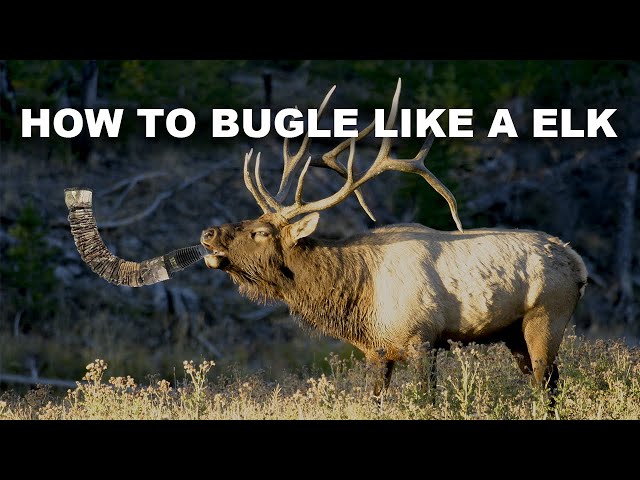 ELK WEEK - Learn to Speak Elk & Fool Them