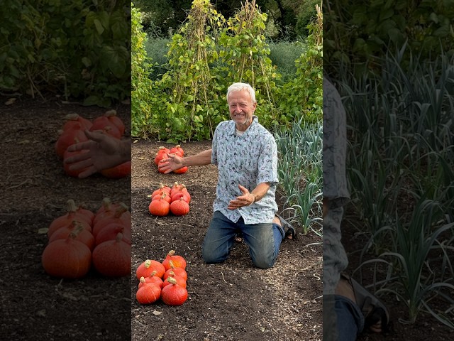 Squash Harvest Differences from a Compost & Forking Trial