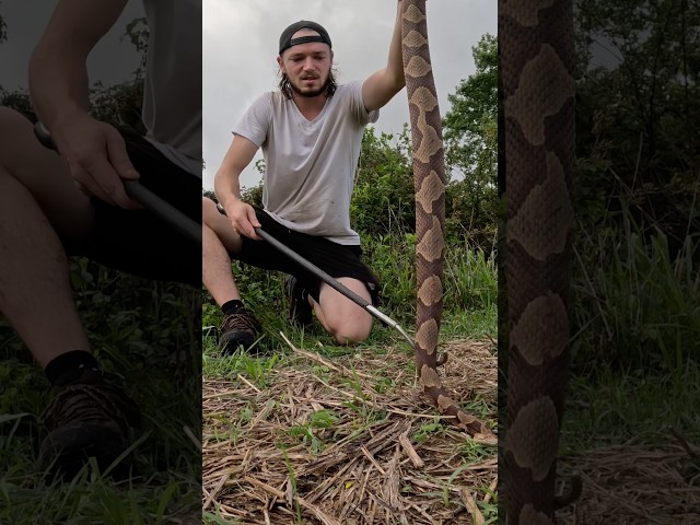 The Biggest Copperhead I Have Ever Found! North Georgia Beast in the Wild