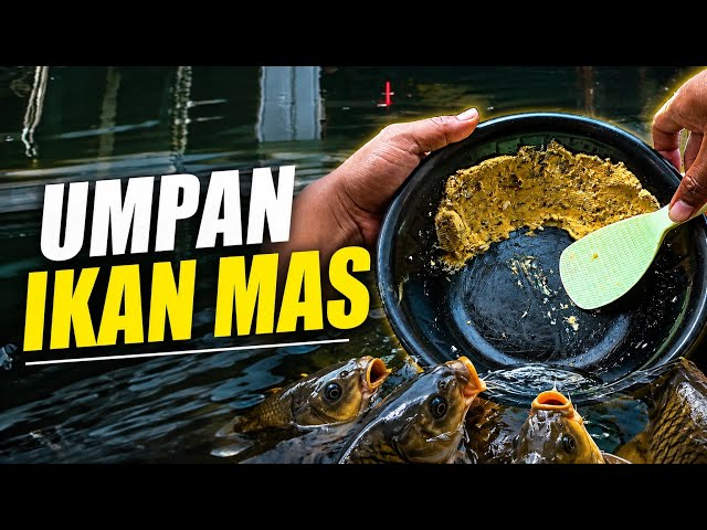 CARP BAIT SNI ...‼️ Indonesian National Standard for Daily / Competition Fishing Guaranteed to WI...