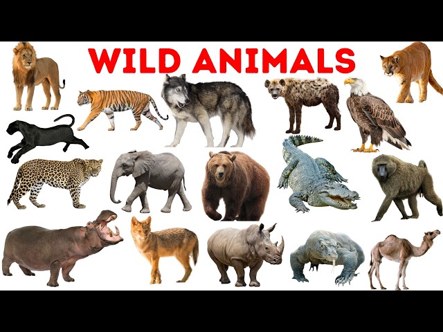 Wild Animals for Kids | Learn 50 Wild Animals Names in English | #animals #wildanimalsforkids