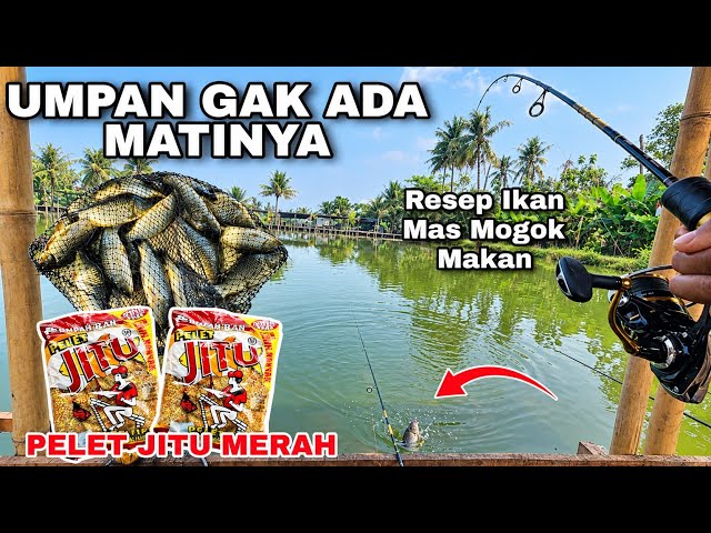 Just 2 Packs for Daily Fishing Like a Wholesale Deal... Jitu Merah is Really Top