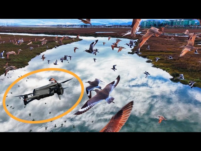 I Flew with 100s of Birds! [reupload to fix frame rate]