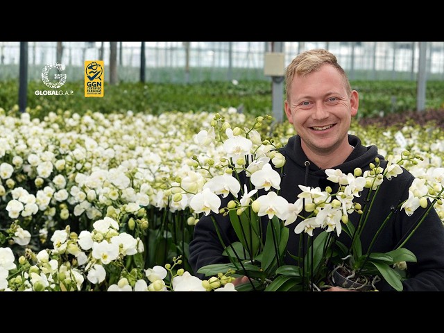 The secrets behind Rieke Blumen's Phalaenopsis success